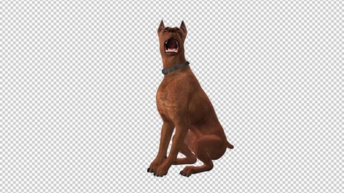 Dog - Miniatur Pinscher - Sitz und Bellen - Loop