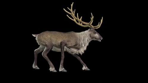 Deer