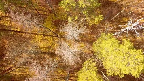 Autumn Forest Nature