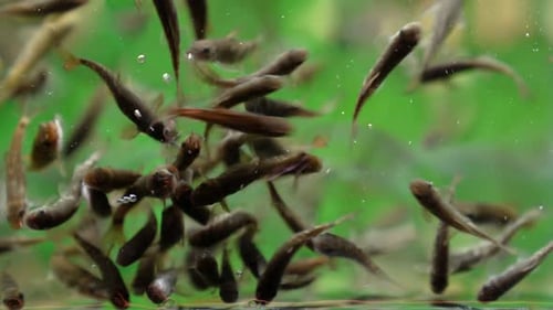Garra Rufa Fisch 02
