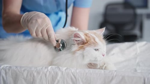 Veterinary Clinic Female Doctor Checking Health of Furry Cat with Stethoscope on Table in Medical