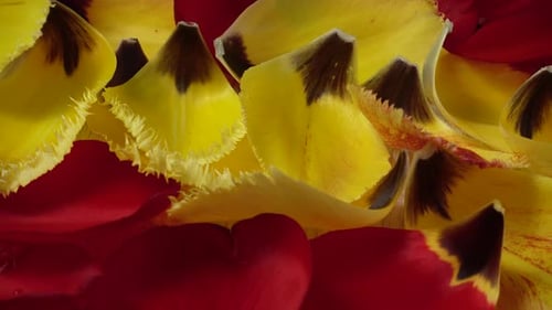 Petals of Tulips