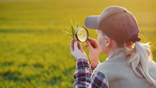 Back View of Young Woman Agronomist Studying Sprouts on the Field