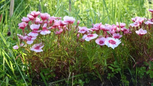 Pink and White Flowers Blooming in Garden