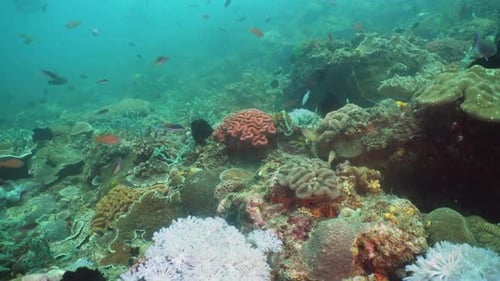 Coral Reef Tropical Fish
