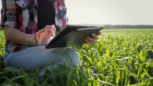 Closeup Young Modern Farmer Using Digital Tablet on Wheat Field