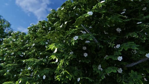 Flowering Bush with White Flowers Swaying in the Wind