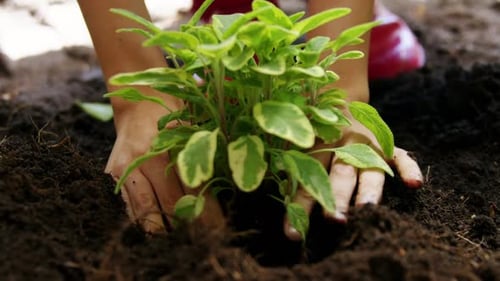 Hands Planting a Green Plant in Soil