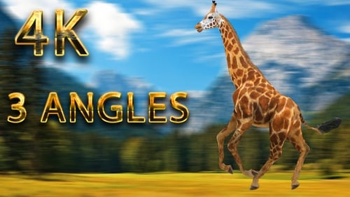 Giraffe läuft aus 3 verschiedenen Winkeln