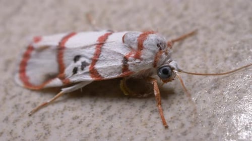 Moth