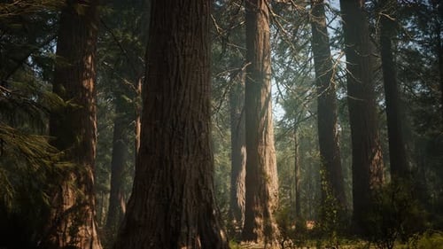 Sunset on the Giant Forest, Sequoia National Park, California