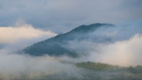 Nebel über dem Wald