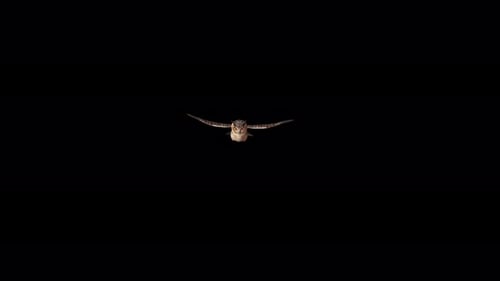 Owl Flying 4K