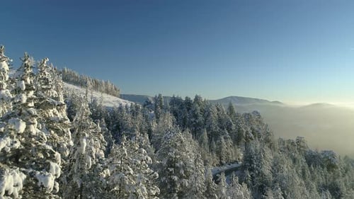 Aerial View of the Snow-covered Spruce Forest