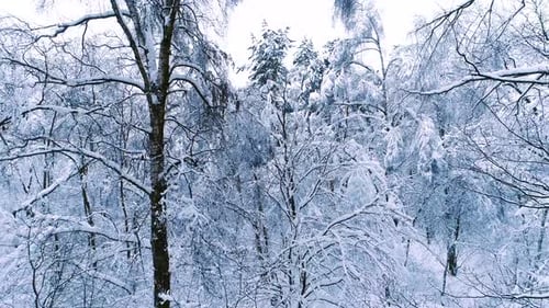 Snowy Branches in Forest