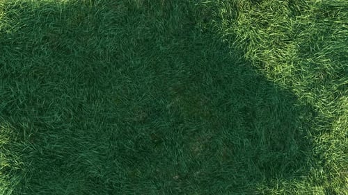 Graswind Langsam am Morgen Loop 4K