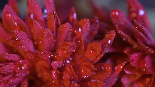 Schöne bunte Blume, bedeckt mit Tau