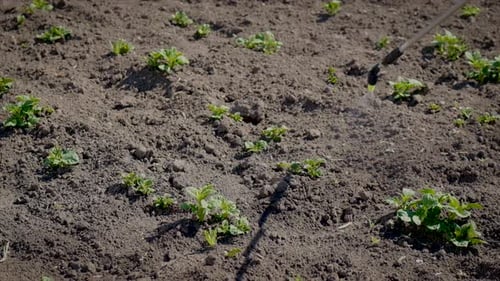 Treat the Garden with Poison Herbicide From Weeds and Pests