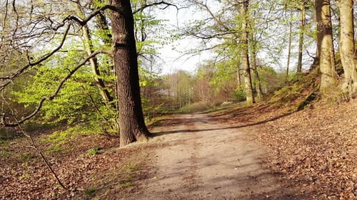 Flying in Forest over Road Trail. Aerial View.