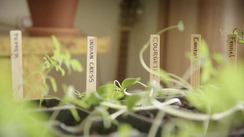 Vegetable Seedlings Growing Indoors in Springtime