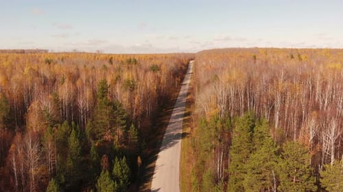 Autumn Forest Road