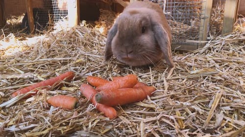 Rabbit with Carrots on Bed of Hay
