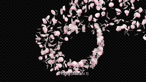 Elegant Pink Cherry Blossom Petals Transition Pack