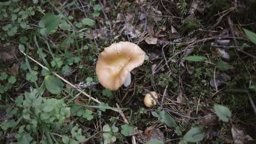Au milieu d'un champignon, dans une forêt finlandaise, par une froide journée d'automne, en Finlande
