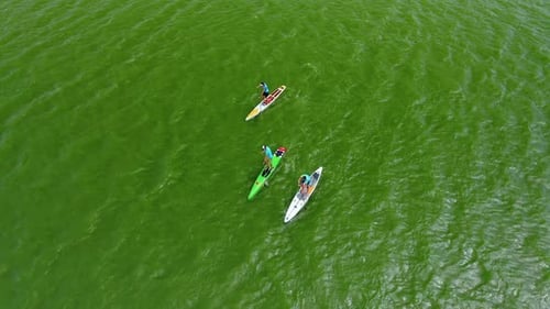 Aerial View of Four Young Sportsmans Rowing Sup Boats in the Early Morning