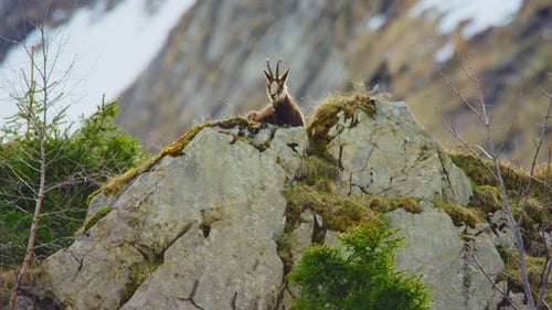 Un chamois est allongé sur un gros rocher