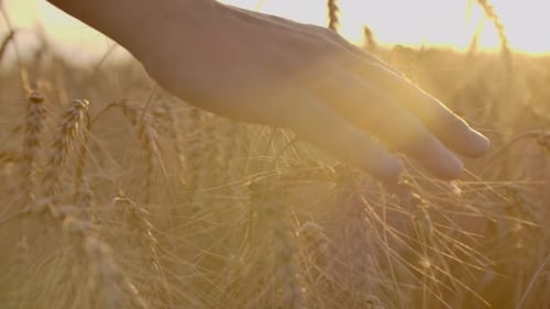 Closeup Shot of a Farmer Hand Touching Wheat on the Field