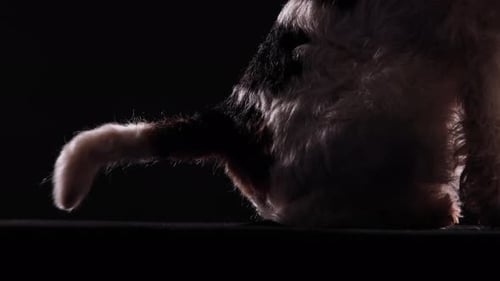 Side View of Half Sitting Dog Fox Terrier. The Pet in the Studio on a Black Background Wags Its Tail