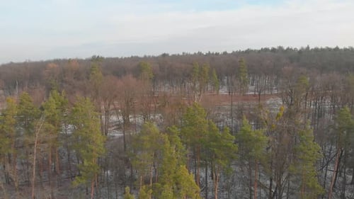 Deforestation Landscape Aerial