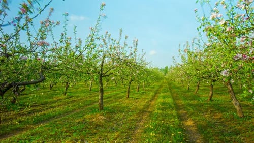 Apple Orchard
