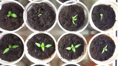 Pan Across Rows of Young Tomato Plants in Nursery Seedling Red Pepper in a Container Growing Green