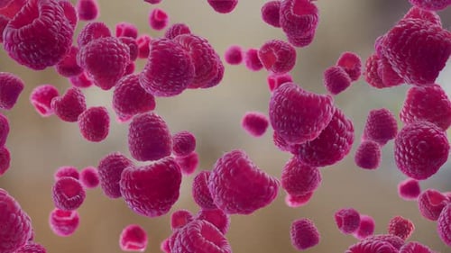 Floating Raspberries Moving Seamless Loop Background