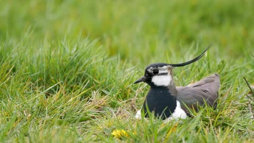 Resting Northern Lapwing Bird in Lush Green Grass