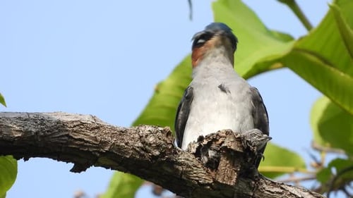 Grey-rumped treeswift nest and baby.