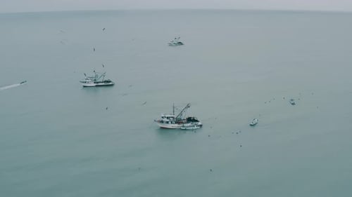 Fishing Boats and Birds on Calm Ocean Waters