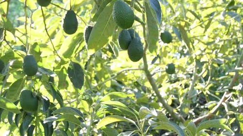 Avocado Tree with Ripening Green Fruit