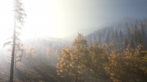 Calm Moody Forest in Misty Fog in the Morning