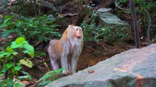 Affe steht auf einem Felsen im Regenwald. Dschungel, der Lebensraum wilder Affen