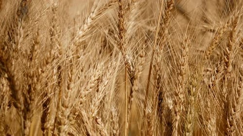 Grain Field