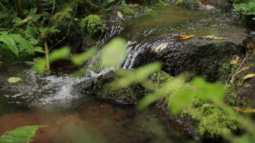 Forest Stream Running Over Mossy Rocks. Small River Waterfall in the Summer Green Woodland