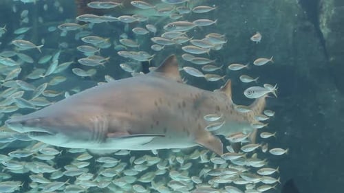 Tiburón de dientes rasgados