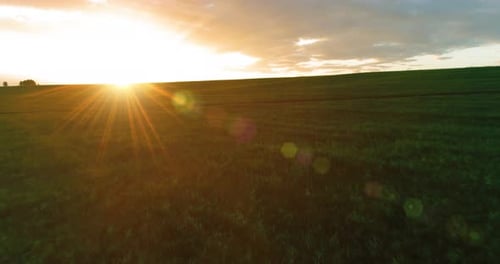 Flight Above Rural Summer Landscape with Endless Yellow Field at Sunny Summer Evening. Agricultural