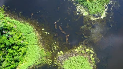 Top down view of green swamps and blue lake