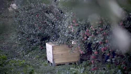 Apple picker in tree furiously picking apples with a large apple crate setting in an apple orchard.