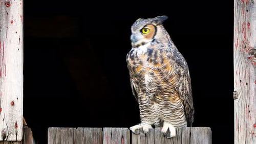 Beautiful Great Horned Owl