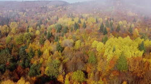 Autumn in the mountain forest. Autumn colors in forest aerial view.